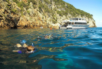 Snorkelling on the Perfect day Cruise at the Poor Knights Islands