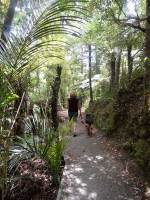 Walkway in Mair Park, Whangarei