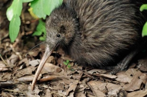 Kiwi - Kiwi North Kiwi House & Museum