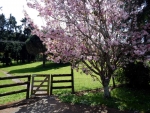 Cherry Blosson Tree and Farm