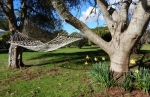 Daffodils and hammock in the orchard at Lupton Lodge