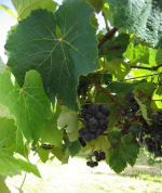 Grapes in the orchard at Lupton Lodge