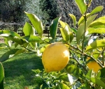 Lemons in the Orchard at Lupton Lodge