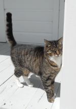Peanut the cat