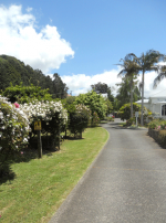 Tree lined entrance to Lupton Lodge, Whangarei