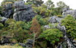 limestone-at-waro