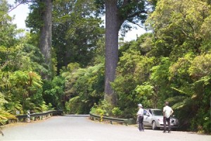 Waipoua Forest