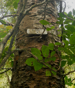 Kauri Tree in A H Reed Kauri Walkway, Whangarei